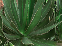 Agave lophantha